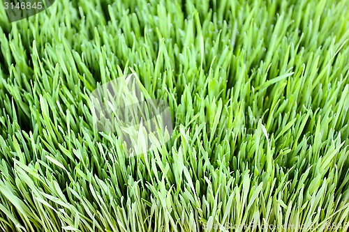 Image of Grass