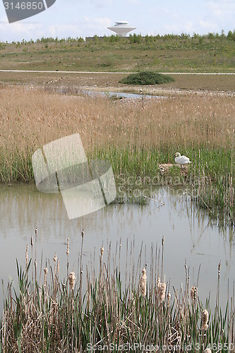 Image of Pond with Swan and nest