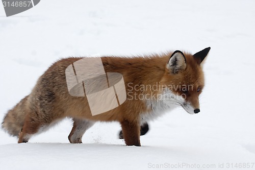 Image of fox in snow