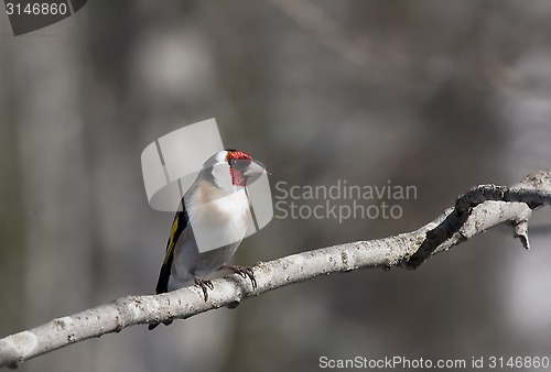 Image of goldfinch