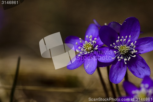 Image of blue anemones