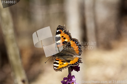 Image of tortoiseshell