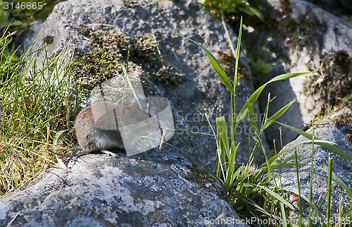 Image of garden mouse