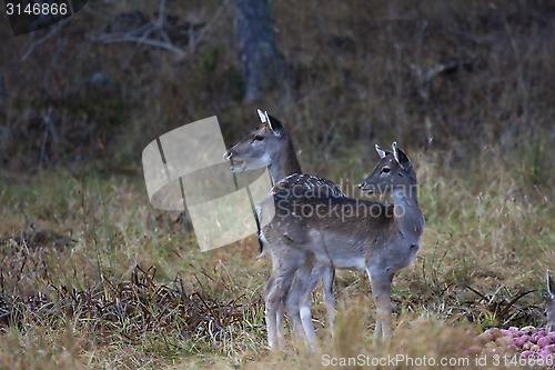 Image of fallow deer