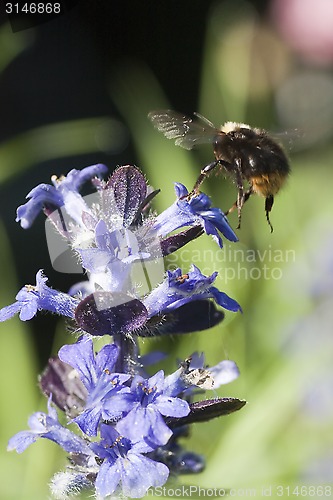 Image of bumble bee in flight