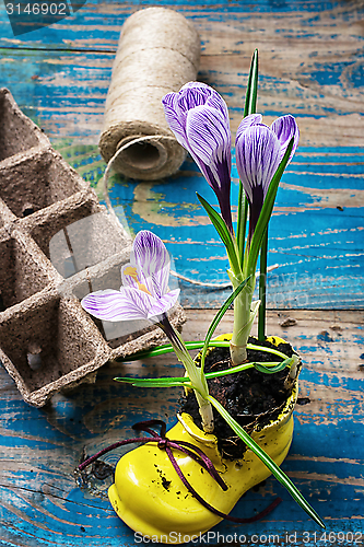 Image of flower of Crocus in a stylish yellow shoe