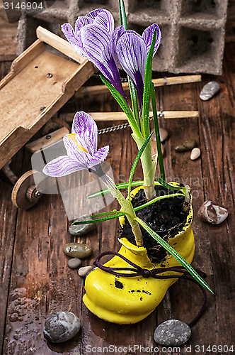 Image of Purple striped Crocus in the shoe