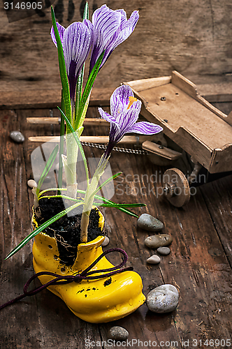 Image of Purple striped Crocus in the shoe