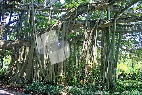 Image of Banyan Tree