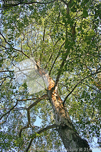 Image of Tree