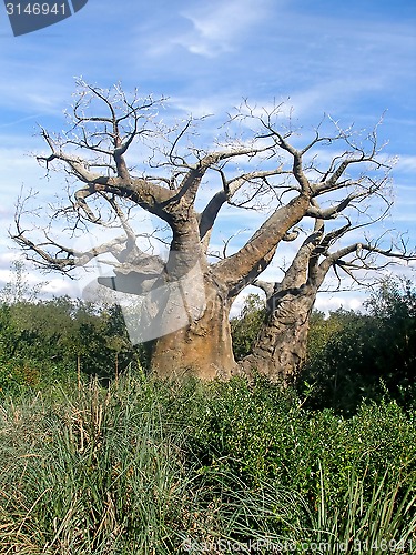Image of Upside Down Tree