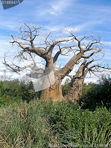 Image of Upside Down Tree