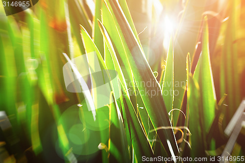 Image of Vintage botanic background. Sun glowing through yucca leaves