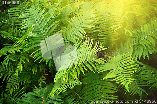 Image of Vintage photo of lush green fern. Pteridium aquilinum