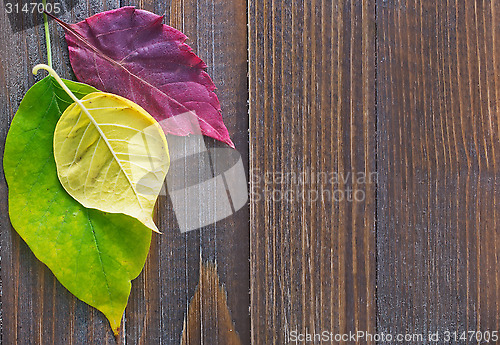 Image of automn background