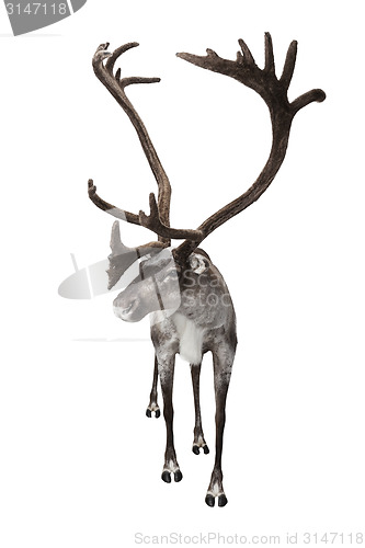 Image of Reindeer isolated on white