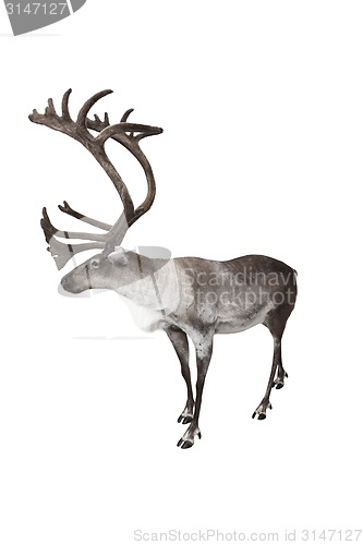 Image of Reindeer isolated on white