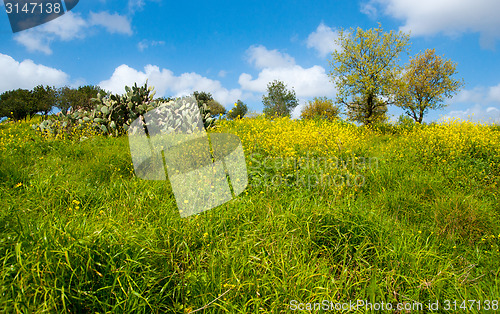 Image of Spring in Israel