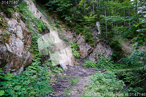 Image of Forest in French alps