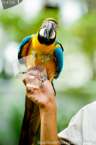 Image of A Parrot