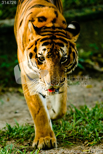 Image of Tiger staring.