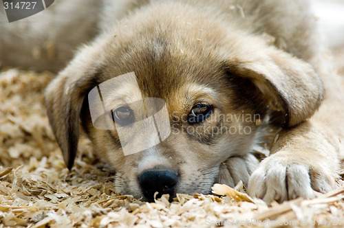 Image of Husky puppy