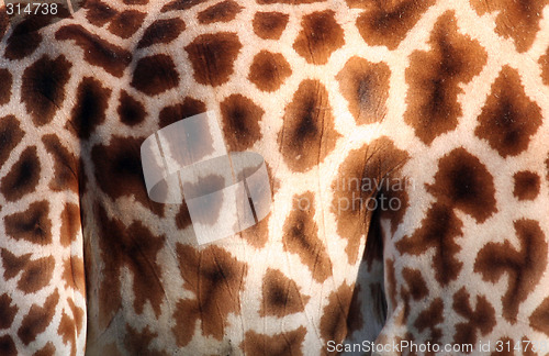 Image of Giraffe fur