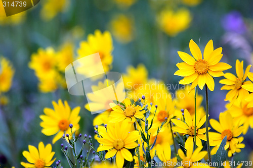 Image of Yellow wildflowers