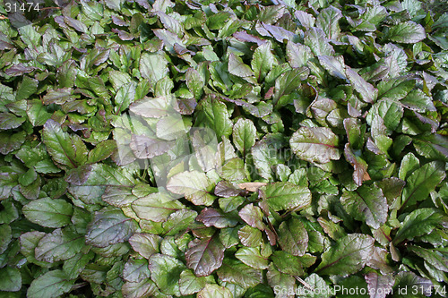 Image of Green plant