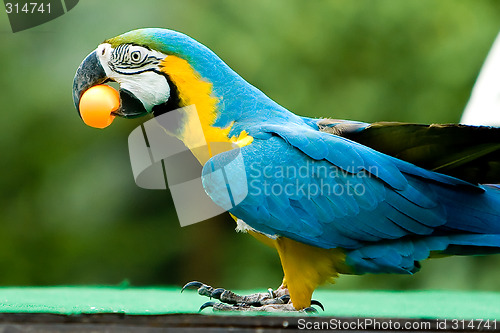 Image of Parrot with ball