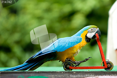 Image of Parrot riding bicycle