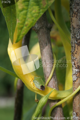 Image of Beans growing