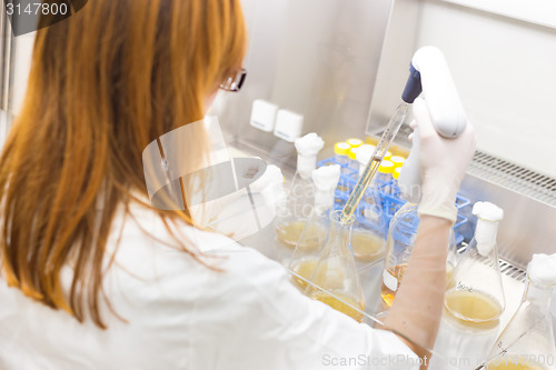 Image of Life scientist researching in the laboratory.