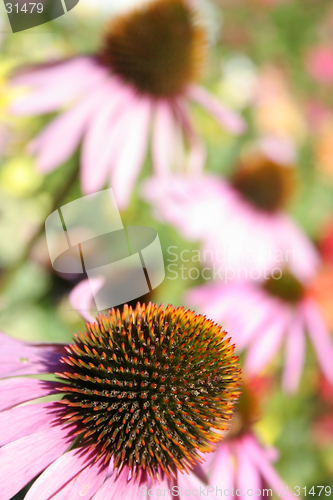 Image of Purple coneflower