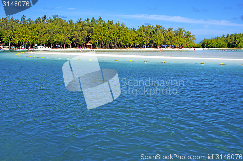Image of beach ile du cerfs seaweed   indian ocean tree
