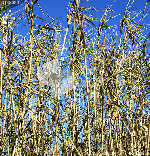 Image of dead wood in the sky morocco africa winter