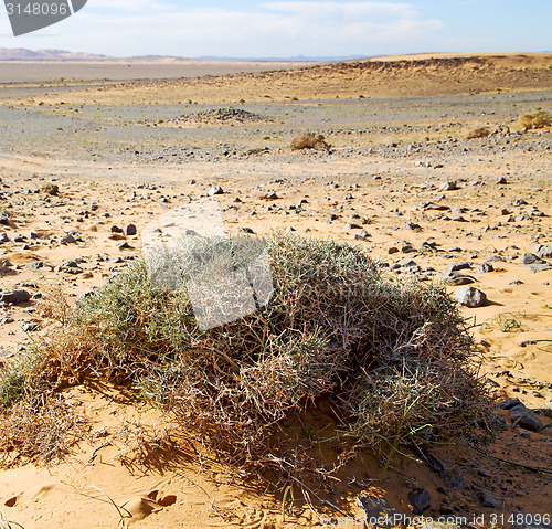 Image of  old fossil in  the desert of morocco sahara and rock  stone sky