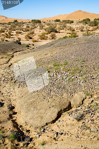 Image of  bush  fossil in  the   of morocco sahara and  