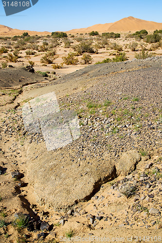 Image of  bush  fossil in  the   of morocco sahara and  