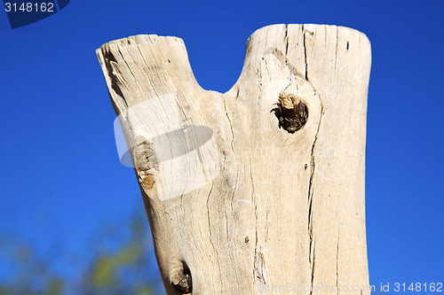 Image of dead wood in the sky morocco  