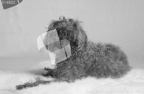 Image of dog portrait