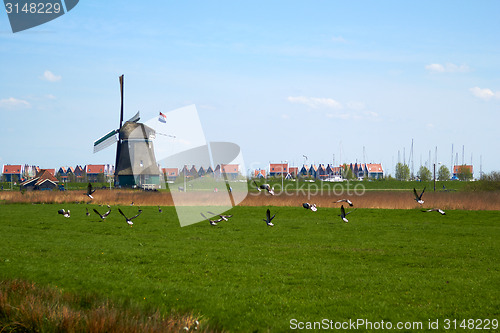 Image of Migration of geese flying over a meadow with Dutch wimdmill