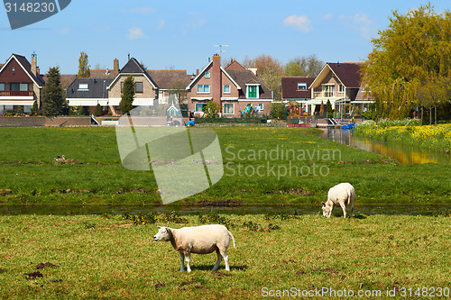 Image of Sheep Grazing on Green Meadow near a Small Dutch Town