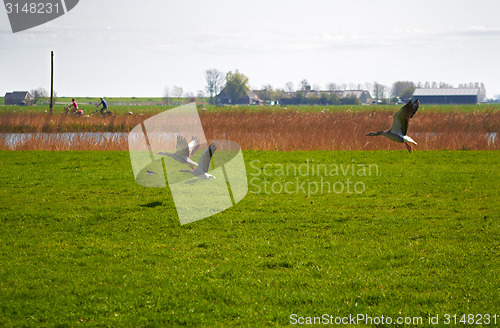 Image of Migration of geese flying over a meadow