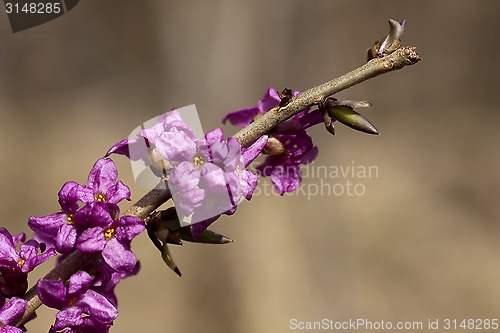 Image of daphne