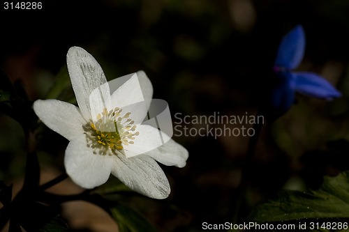 Image of anemone nemorosa