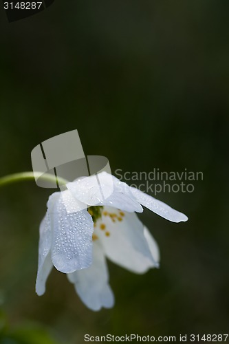 Image of wood anemone