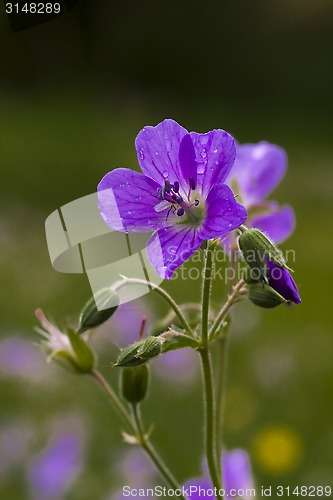 Image of woodland geranium