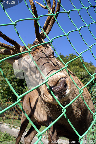 Image of Deer in Zoo