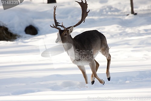 Image of stag